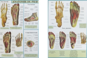 Planche cellophanée Anatomie du pied (A4 double)