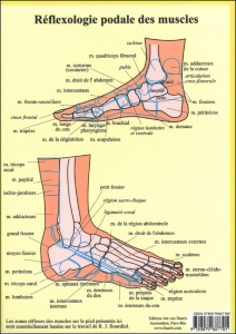 Planche plastifiée Réflexologie podale des muscles (A4)